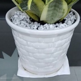 CHẬU SỨ TRẮNG TRỒNG CÂY