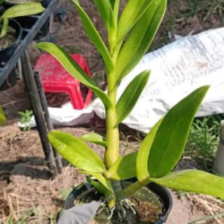 Lan denro nắng Chanchao vàng