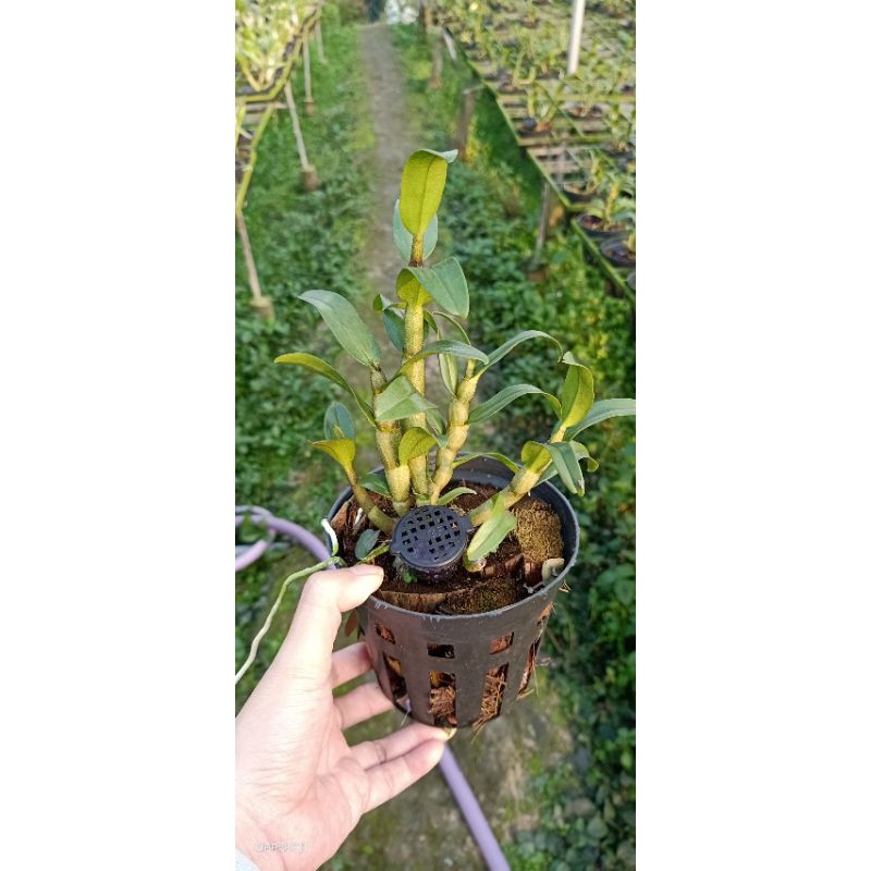 Lan Dambri hoa trắng lưỡi cam