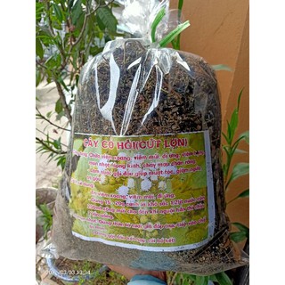 cây cứt lợn ( cỏ hôi loại khô)
