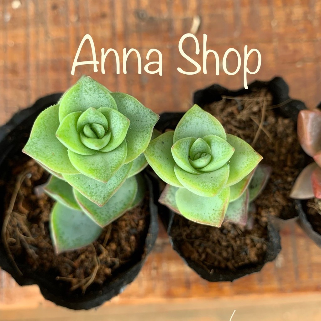 anna_nguyenthu