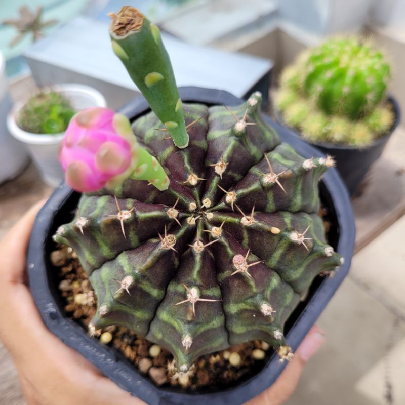 Xương rồng Gymno