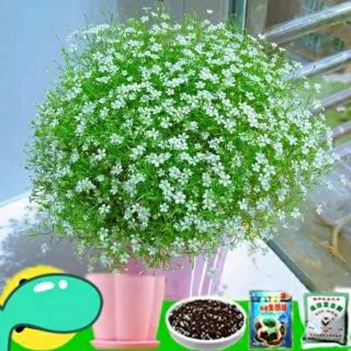 Hạt giống hoa baby trắng
