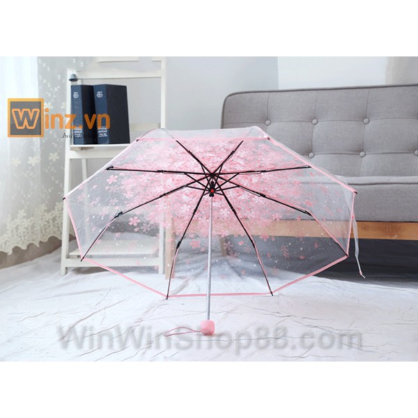 Dù xếp trong suốt hoa anh đào V.2 size 28 x 97 x 55 cm dù gấp gọn ô dù cầm tay che mưa dù chụp hình siêu gọn Winz.vn