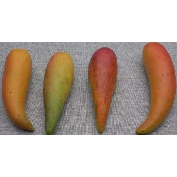 Cây giống xoài ớt tí hon