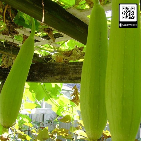 [Bán sỉ] - Hạt giống Mướp hương Thái Lan