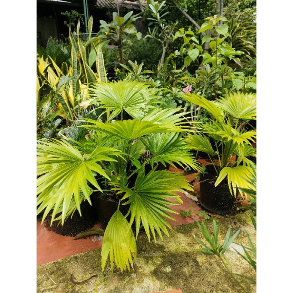Cây cọ vn trồng trang trí rất đẹp