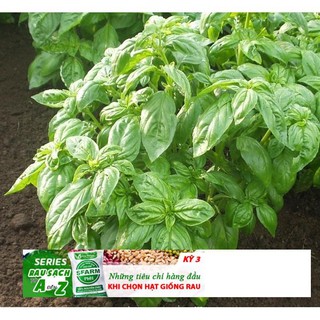 Hạt Giống Húng Tây - 0.5gram