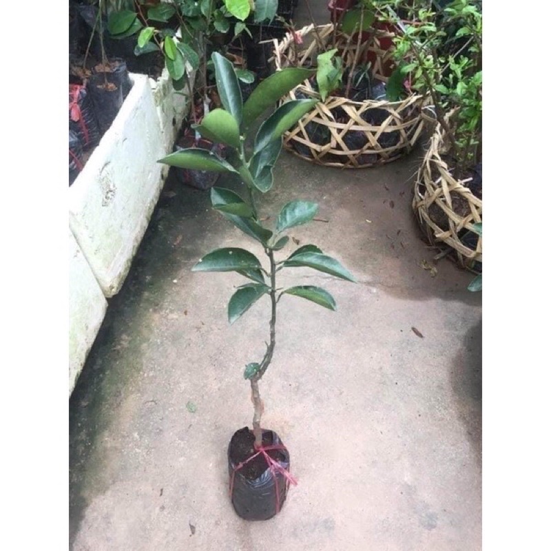Cây giống cam Cara ruột đỏ chuẩn giống đem lại hiệu quả kinh tế cao.