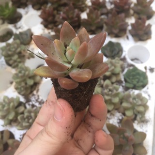 Sen đá❤️Sen đá mini/Sen vỉ [GIÁ SIÊU RẺ] ❤️❤️