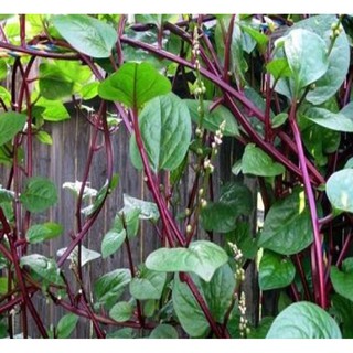 5g -Hạt Giống Rau Mồng Tơi Tím (Basella alb