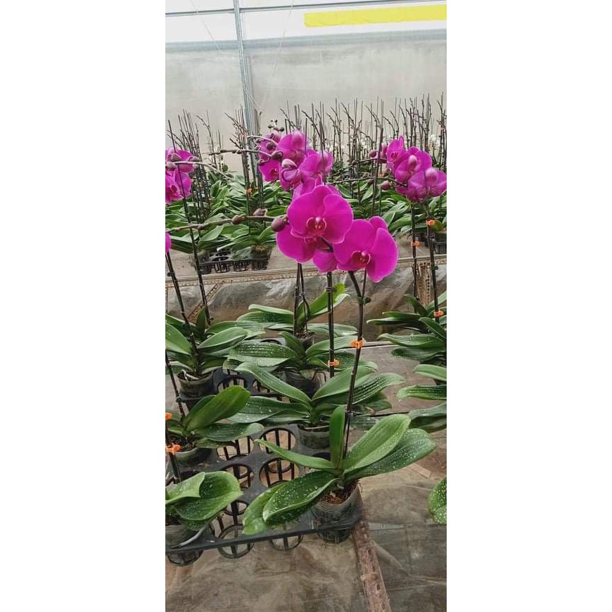 LAN HỒ ĐIỆP ĐẠI combo 3 cây