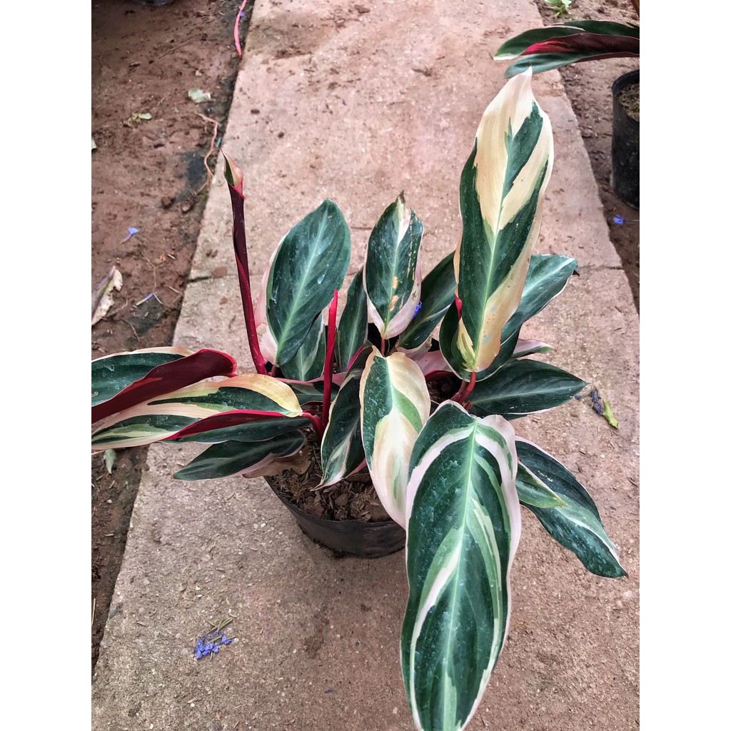 Cây chuối hoàng yến lá đỏ, chiều cao 25-30cm, dễ trồng chăm sóc, trang trí sân vườn và để bàn