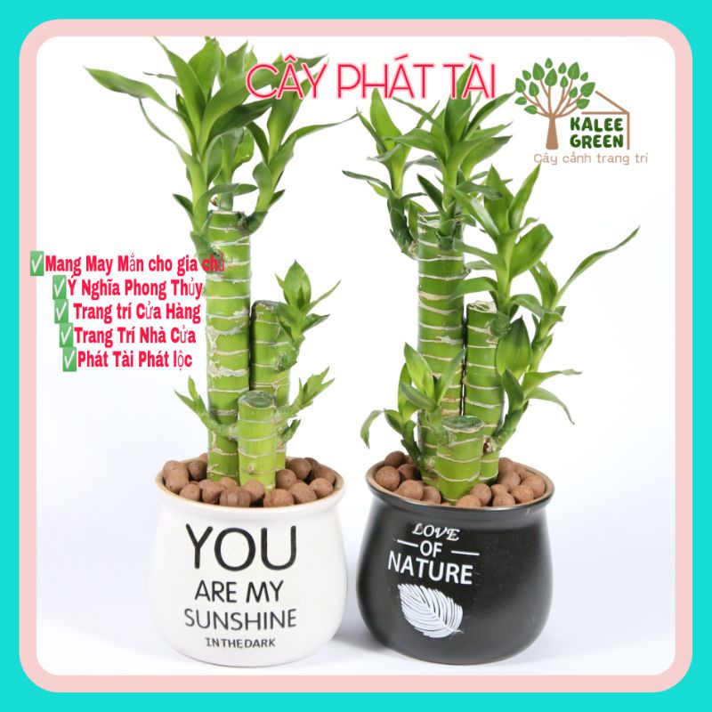 Cây Phát Tài MiNi 3Thân Cao Từ 12cm-25cm Chậu Sứ Cao Cấp Giao Ngẫu Nhiên | Kalee Green