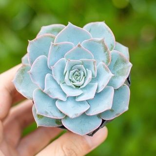 Sen đá hồng phấn 5-7cm - Vườn sen đá