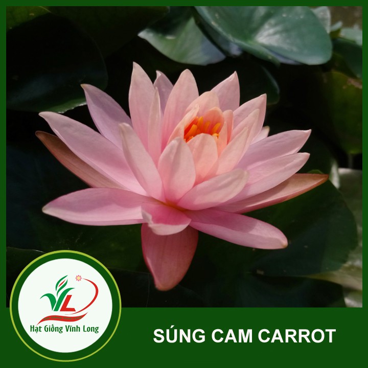 Củ Hoa Súng Thái Lan màu Cam carot - VL0015