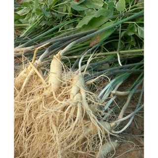 Hạt giống cây Nhân sâm