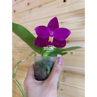 Hồ điệp vân thơm cây đang ngồng hoa