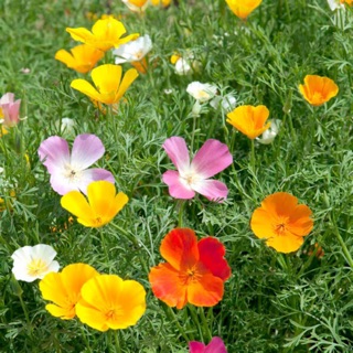 Hạt Giống Poppy Đơn Nhiều Màu RD903