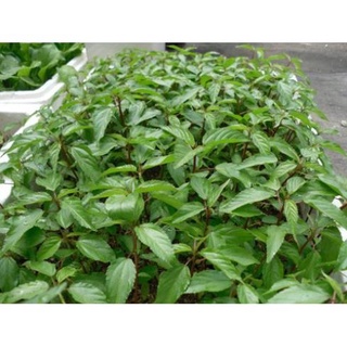 300 Hạt Giống Rau Đay