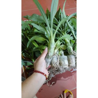 Hoa phong lan thiên nga