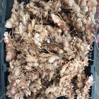 củ gừng gió tươi 1kg