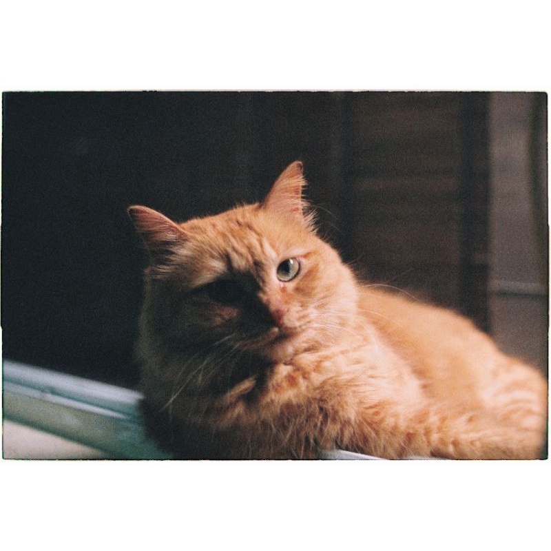 Máy ảnh phim Minolta x700 và ống kính 50mm f1.4