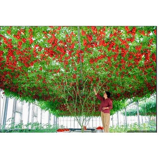 Bộ Hạt Giống Cà Chua Leo Giàn ( Hạt Giống + SP Hỗ trợ)