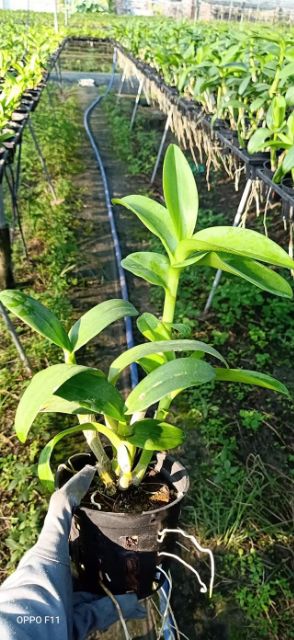 Hoa lan denro màu trắng tím