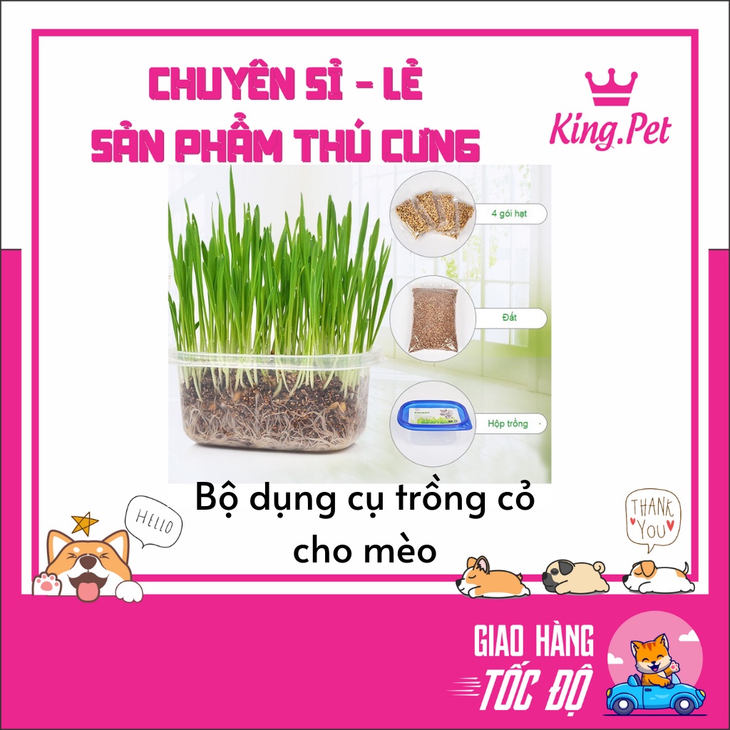 BỘ DỤNG CỤ TRỒNG CỎ CHO MÈO