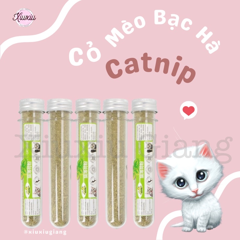 Cỏ Bạc Hà Cho Mèo Catnip/ Catmint - Xiuxiu Giang