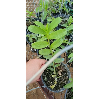 PHI ĐIỆP LỘC BẮC