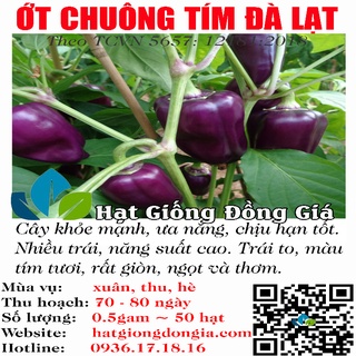 0,5 gram ~ 50 hạt giống ớt chuông ngọt màu tím dễ trồng
