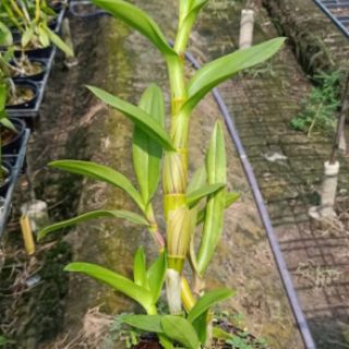 Denro nắng King 3 xưa đứng ngọn sắp hoa