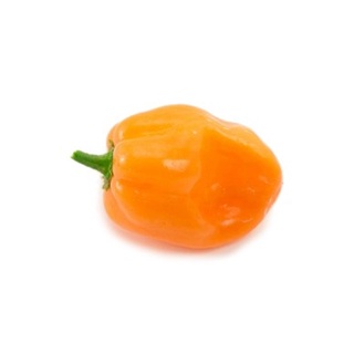 Hạt giống Ớt cam Habanero 10h