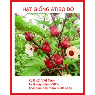 hạt giống atiso đỏ 20 hạt