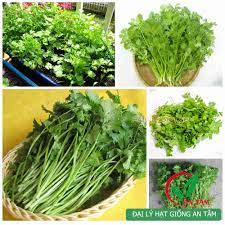 (Gói 200 hạt)Hạt giống rau mùi ( ngò rí )dễ trồng kháng bệnh tốt năng suất cao-Tổng kho hạt giống giá rẻ
