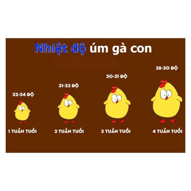 Bóng đèn sưởi không sáng