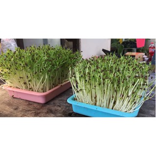 Combo4kg rau mầm siêu năng suất, tỉ lệ nảy mầm cao