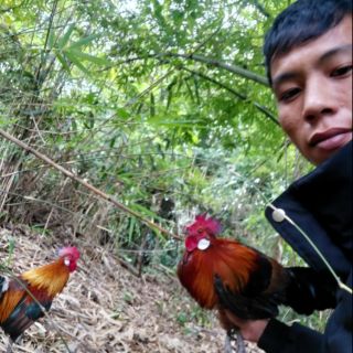 giò bẫy gà rừng