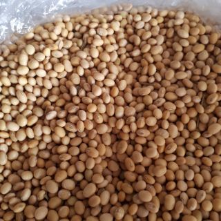 Đậu tương việt nam