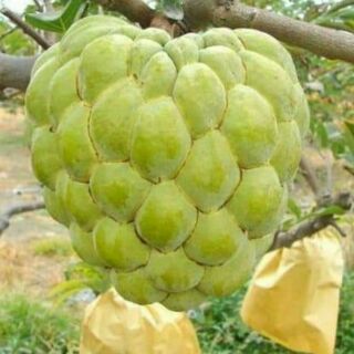 CÂY GIỐNG NA TRÁI TO THÁI LAN