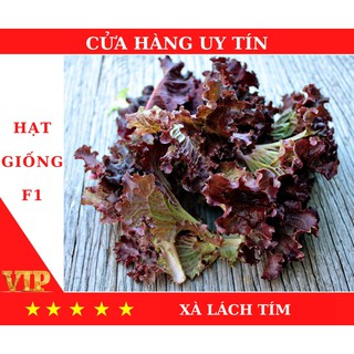 Hat giống rau xà lách xoăn tím 5GR