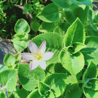 Hoa huệ mưa 10 củ màu hồng nhạt