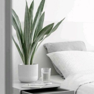 Lưỡi hổ bạc Siam Thái - Sansevieria Metallica Siam Silver