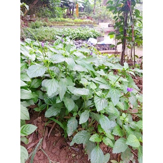 Cây Giống Cỏ Đuôi Chuột Hoa Tím