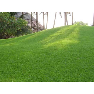 HẠT GIỐNG CỎ NHUNG NHẬT