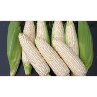 Hạt giống Ngô Nếp  - 100g