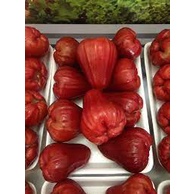 Roi Đỏ đặc sản An Phước Ngọt Mát - giao Hỏa tốc 1h