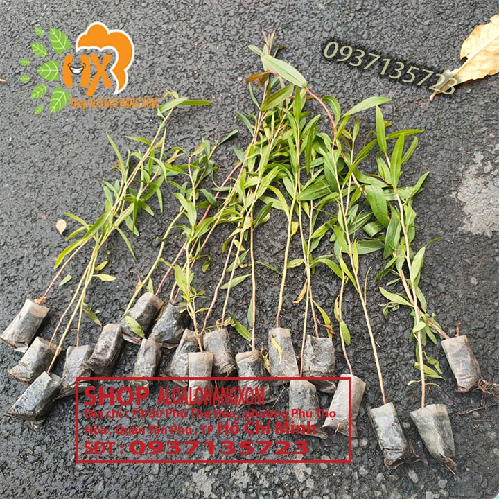 Tràm úc  cây giống  combo 50 cây